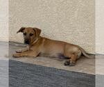 Small Photo #12 Chihuahua-Unknown Mix Puppy For Sale in San Diego, CA, USA