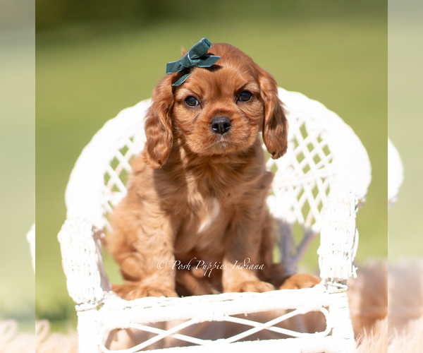 Medium Photo #2 Cavalier King Charles Spaniel Puppy For Sale in WARSAW, IN, USA