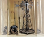 Small #3 Yorkshire Terrier