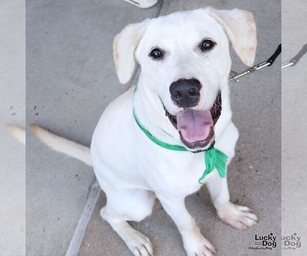 Medium Photo #5 Labrador Retriever-Retriever  Mix Puppy For Sale in Washington, DC, USA