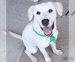 Small Photo #5 Labrador Retriever-Retriever  Mix Puppy For Sale in Washington, DC, USA