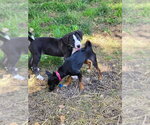 Small #8 American Staffordshire Terrier-Great Dane Mix