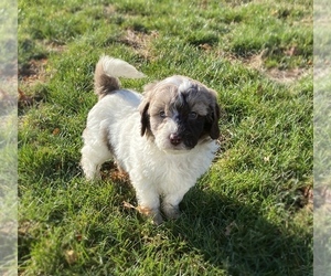 Newfoundland-Poodle (Toy) Mix Puppy for sale in PORTAGE, MI, USA