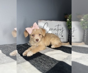 Chi-Poo (Toy) Puppy for sale in INDIANAPOLIS, IN, USA