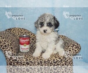 Aussiedoodle-Poodle (Toy) Mix Puppy for sale in SANGER, TX, USA