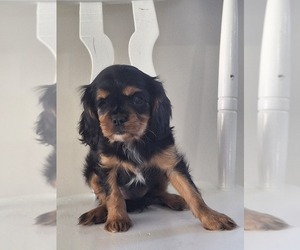 Cavalier King Charles Spaniel Dog for Adoption in PARKESBURG, Pennsylvania USA
