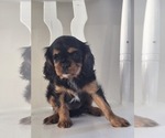 Small Cavalier King Charles Spaniel