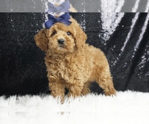 Poodle (Miniature) Puppy for Sale in WARSAW, Indiana USA