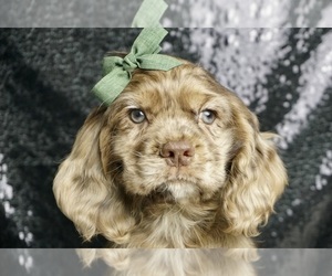 Cocker Spaniel Puppy for Sale in WARSAW, Indiana USA