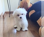 Small Photo #5 Maltese Puppy For Sale in SANTA CLARITA, CA, USA