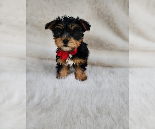Medium Photo #4 Yorkshire Terrier Puppy For Sale in INDIANAPOLIS, IN, USA