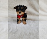 Small #3 Yorkshire Terrier