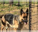 Small Photo #3 German Shepherd Dog Puppy For Sale in Rockdale, TX, USA