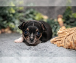Small Photo #7 Chihuahua Puppy For Sale in DELTA, PA, USA