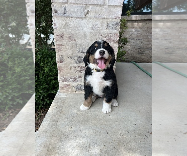 Medium Photo #37 Bernedoodle Puppy For Sale in MARTINSVILLE, IN, USA