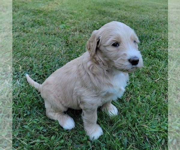 Medium Photo #2 Goldendoodle Puppy For Sale in RUTHERFORDTON, NC, USA