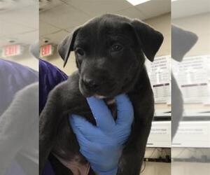 Mastiff-Unknown Mix Dogs for adoption in Conroe, TX, USA