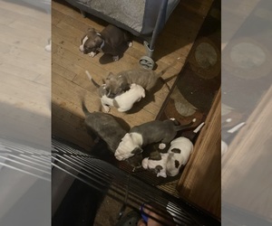 American Pit Bull Terrier Puppy for sale in PITTSFIELD, MA, USA