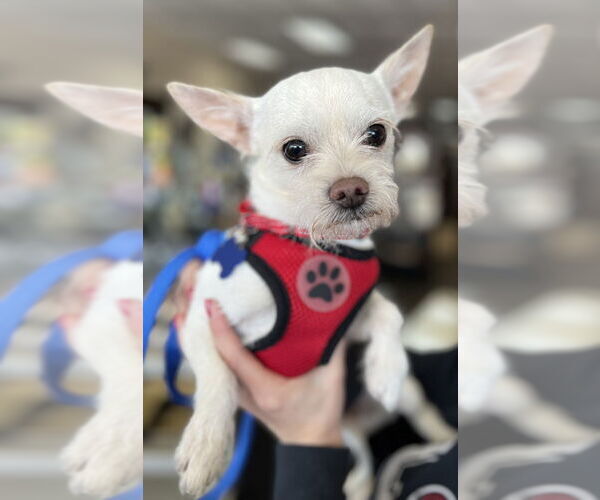 Medium Photo #1 Chihuahua-Unknown Mix Puppy For Sale in Mundelein, IL, USA