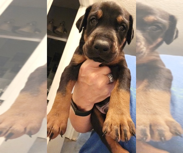 Medium Photo #1 Doberman Pinscher Puppy For Sale in BEGGS, OK, USA