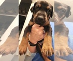 Puppy Maverick Doberman Pinscher