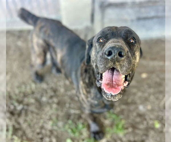 Medium Photo #1 Mutt Puppy For Sale in Riverside, CA, USA