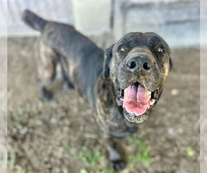 Mutt Dogs for adoption in Riverside, CA, USA