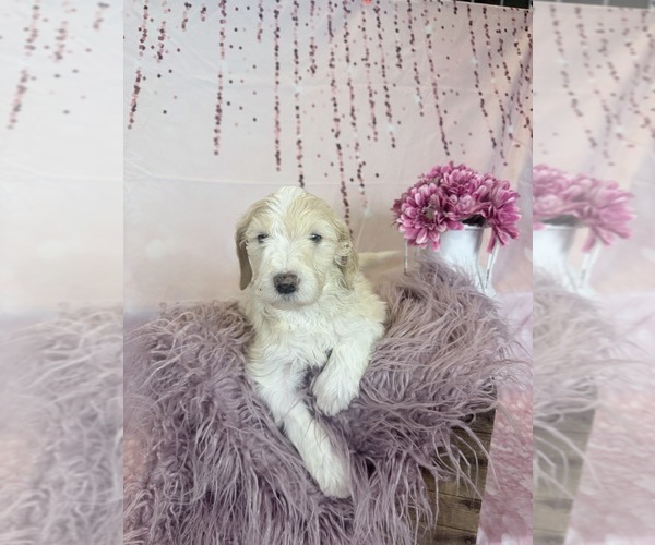 Medium Photo #17 Aussie-Poo-Goldendoodle Mix Puppy For Sale in COMMERCE, MI, USA