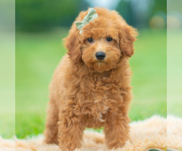 Medium Photo #2 Maltipoo (Miniature) Puppy For Sale in WARSAW, IN, USA