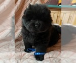 Small Photo #1 Chow Chow Puppy For Sale in NORTH LIBERTY, IN, USA