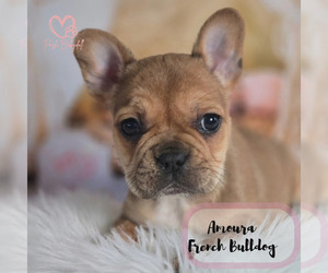 French Bulldog Puppy for sale in ELMHURST, IL, USA