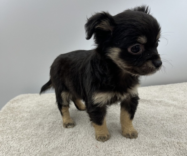 Medium Photo #10 Chorkie Puppy For Sale in SAINT AUGUSTINE, FL, USA