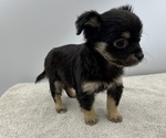 Small Photo #10 Chorkie Puppy For Sale in SAINT AUGUSTINE, FL, USA