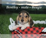 Image preview for Ad Listing. Nickname: Bentley