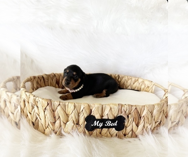 Medium Photo #9 Dachshund Puppy For Sale in DAVIS, CA, USA