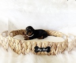 Small #8 Dachshund