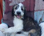 Small Photo #1 Saint Berdoodle Puppy For Sale in LEWISBURG, KY, USA
