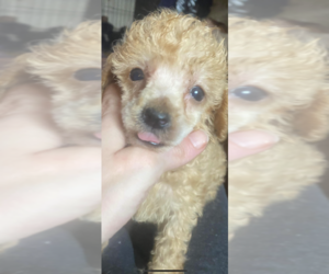 Poodle (Standard) Puppy for sale in VENETA, OR, USA