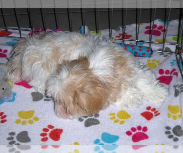 Medium Photo #16 Shih Tzu Puppy For Sale in TUCSON, AZ, USA