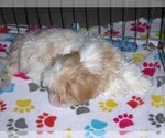 Small #15 Shih Tzu