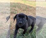 Small Labrador Retriever Mix