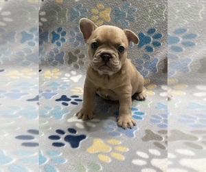 French Bulldog Puppy for Sale in COLUMBUS, Georgia USA