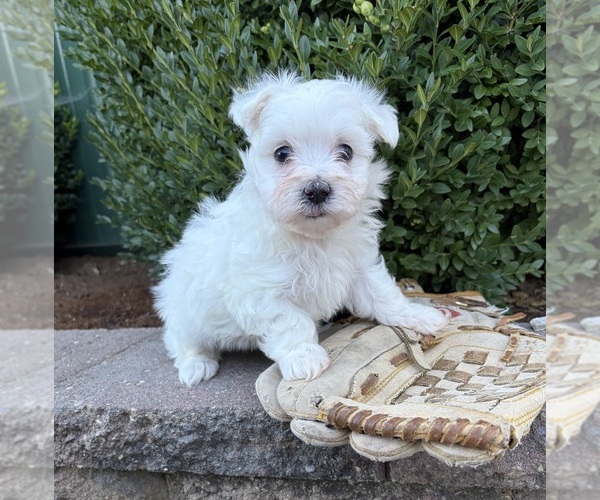 Medium Photo #4 Maltese Puppy For Sale in MIDDLEBURY, IN, USA