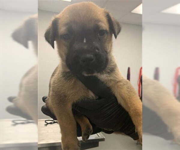 Medium Photo #1 German Shepherd Dog-Unknown Mix Puppy For Sale in Corpus Christi, TX, USA