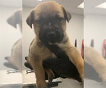 Small German Shepherd Dog Mix