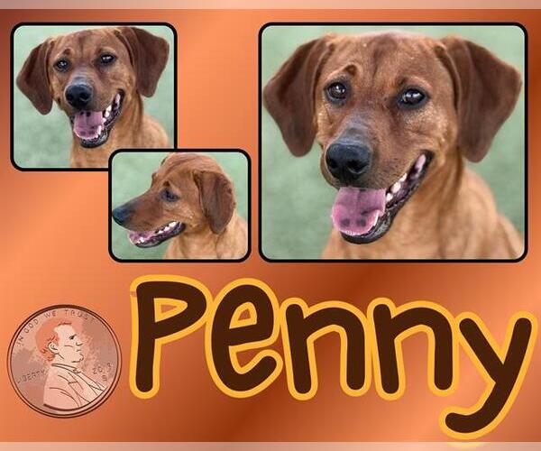 Medium Photo #1 Mutt Puppy For Sale in Pearland, TX, USA