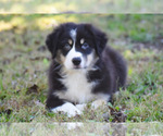 Small Australian Shepherd