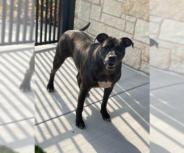 Medium Photo #2 American Pit Bull Terrier-Unknown Mix Puppy For Sale in Baytown, TX, USA