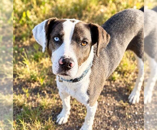 Medium Photo #2 Catahoula Leopard Dog-Unknown Mix Puppy For Sale in Frisco, CO, USA