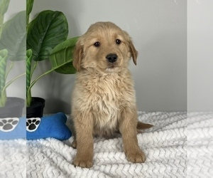 Golden Retriever Puppy for sale in FRANKLIN, IN, USA